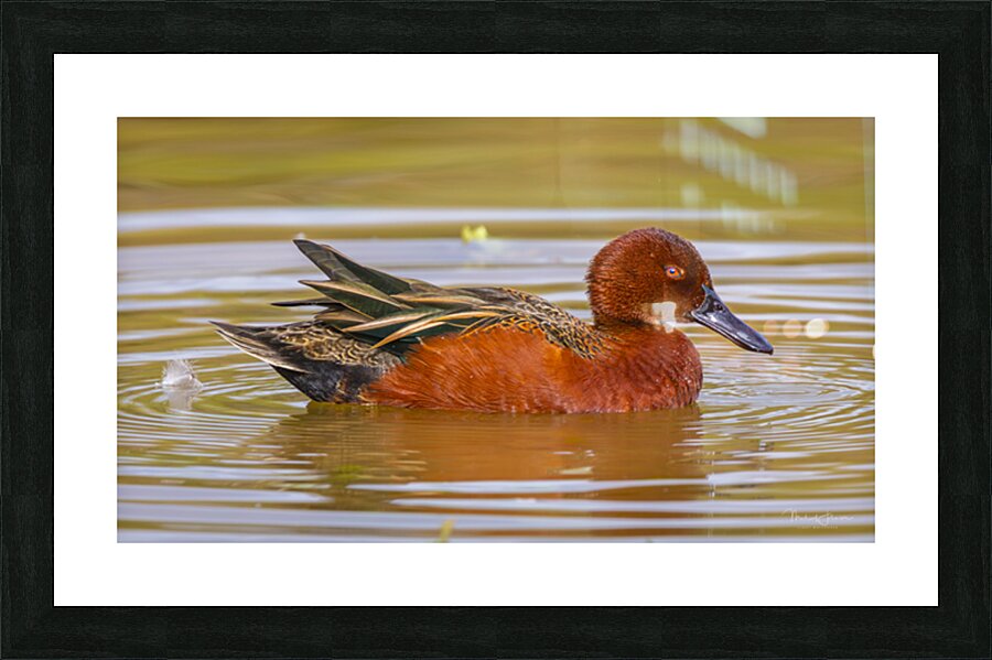 Cinnamon Teal Picture Frame print