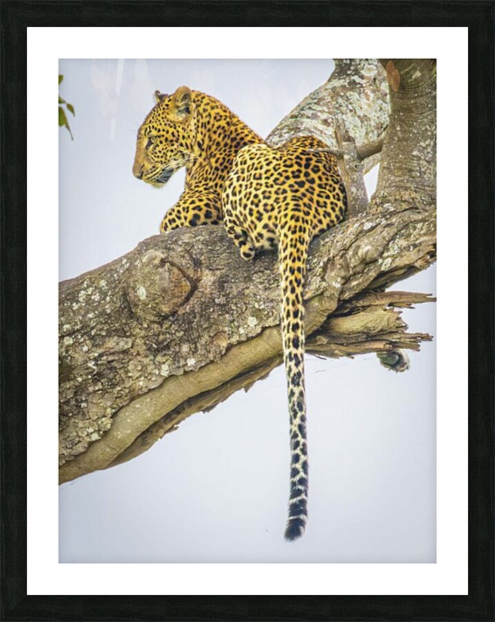 Domain Dominator Picture Frame print