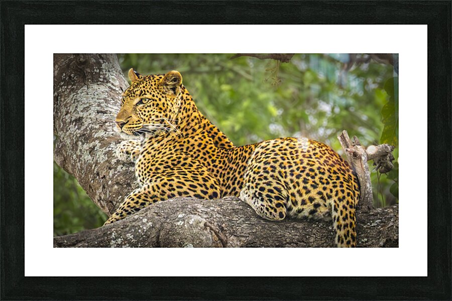 That Leopard Stare Picture Frame print