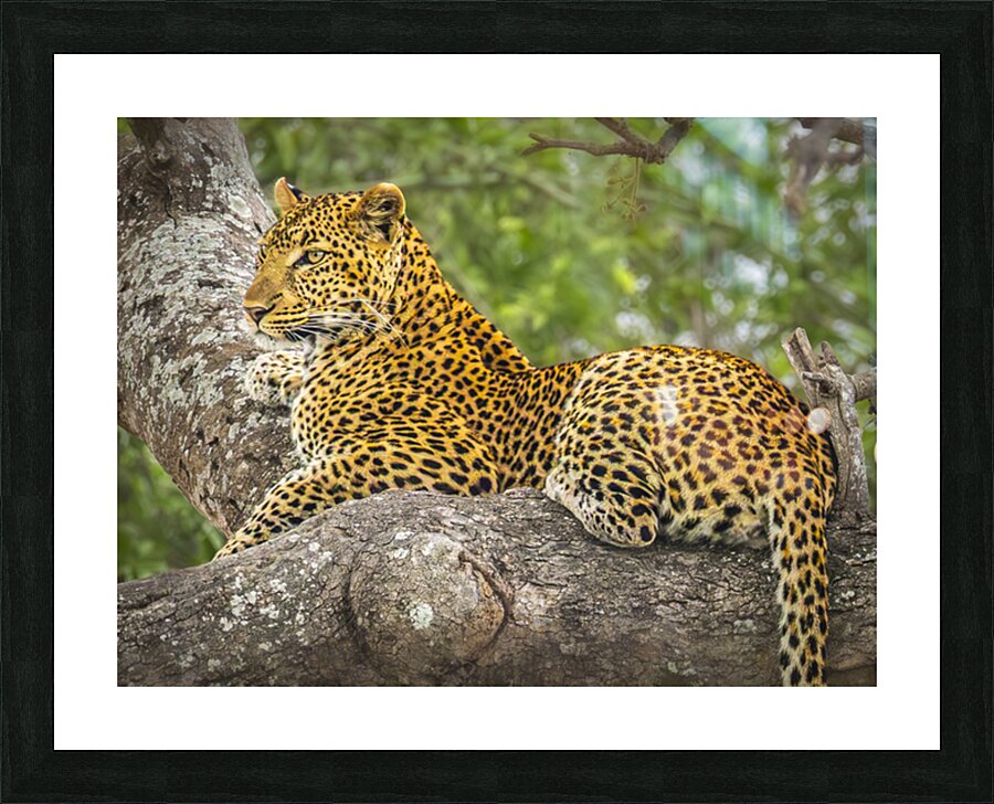 That Leopard Stare II Picture Frame print