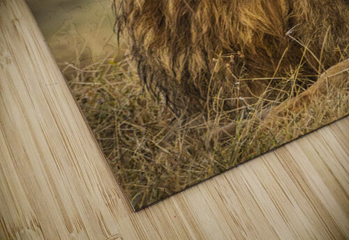 Proud King The Light Whisperers   Mike and Lauren Johnson puzzle