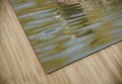 Female Scaup The Light Whisperers   Mike and Lauren Johnson puzzle