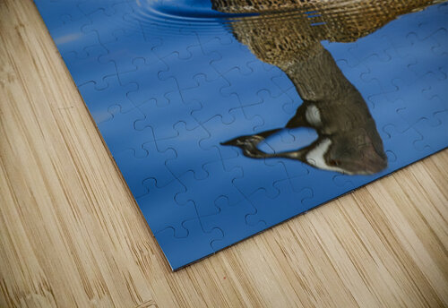 Blue-winged Teal  The Light Whisperers   Mike and Lauren Johnson puzzle