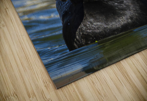 Lesser Scaup The Light Whisperers   Mike and Lauren Johnson puzzle