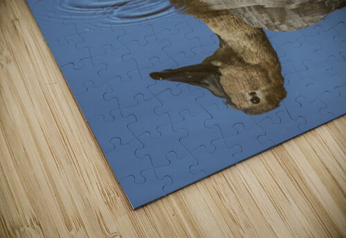Canvasback Duck The Light Whisperers   Mike and Lauren Johnson puzzle