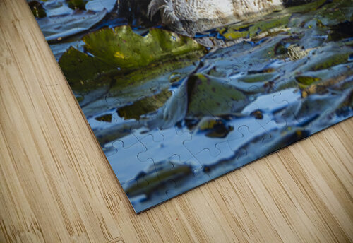 Lesser Scaup The Light Whisperers   Mike and Lauren Johnson puzzle