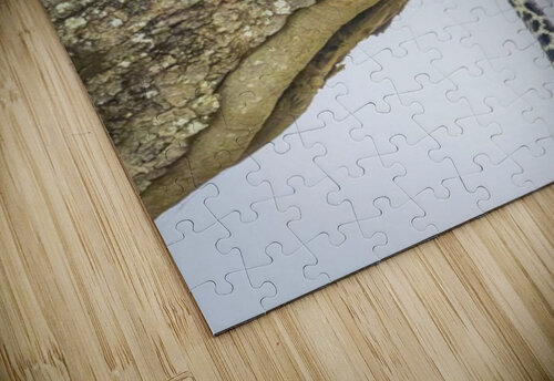 Domain Dominator The Light Whisperers   Mike and Lauren Johnson puzzle