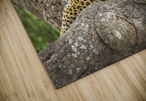That Leopard Stare II The Light Whisperers   Mike and Lauren Johnson puzzle