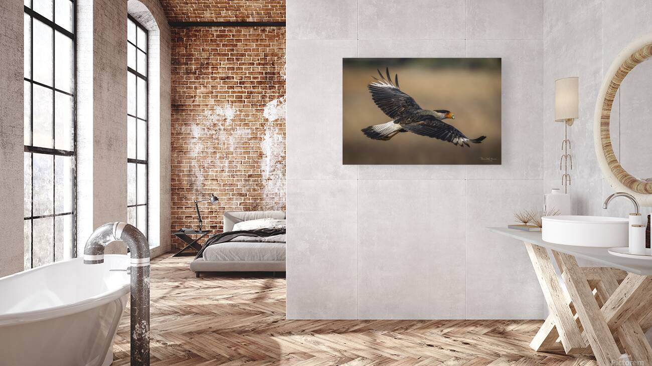 Crested Caracara - Outbound Reproduction