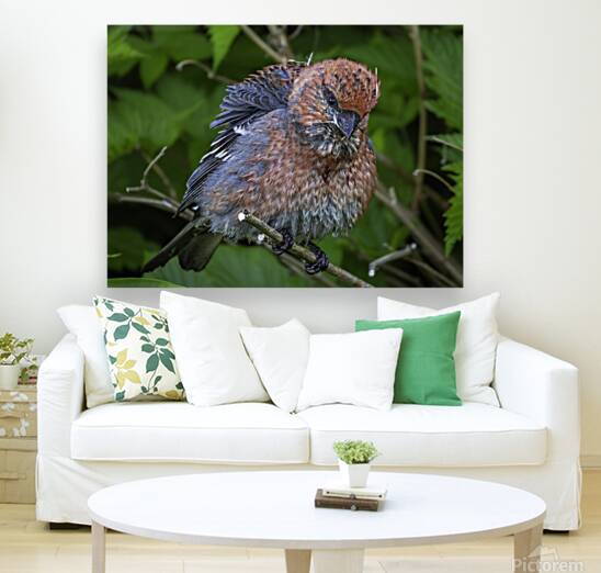 Pine Grosbeak - Fluffy Reproduction