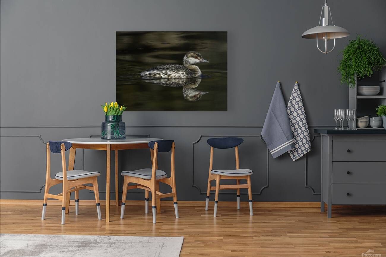 Horned Grebe - Sunning Reproduction