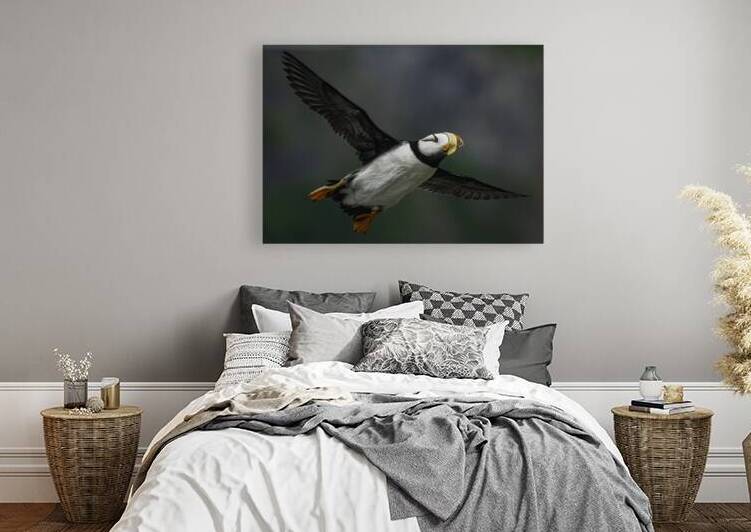Horned Puffin - Easing On Down by The Light Whisperers   Mike and Lauren Johnson