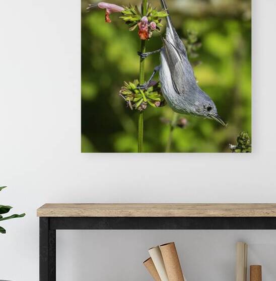 Blue gray Gnatcatcher - Itty Bitty Catch by The Light Whisperers   Mike and Lauren Johnson