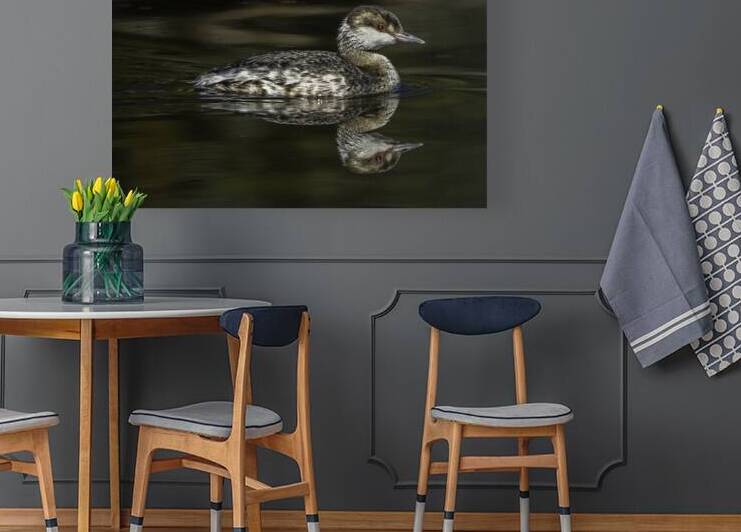 Horned Grebe - Sunning Reproduction