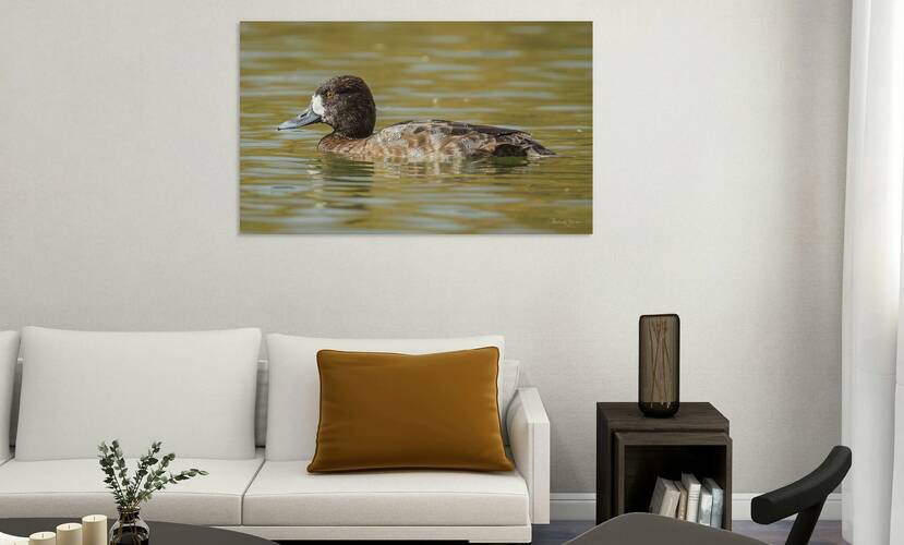 Female Scaup Reproduction