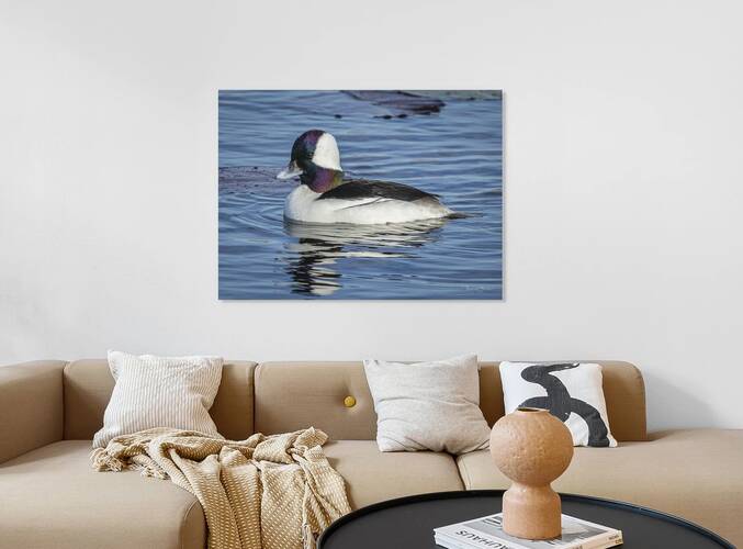 Bufflehead Reproduction
