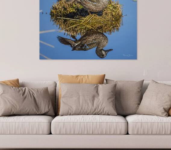 Blue-winged Teal Reproduction
