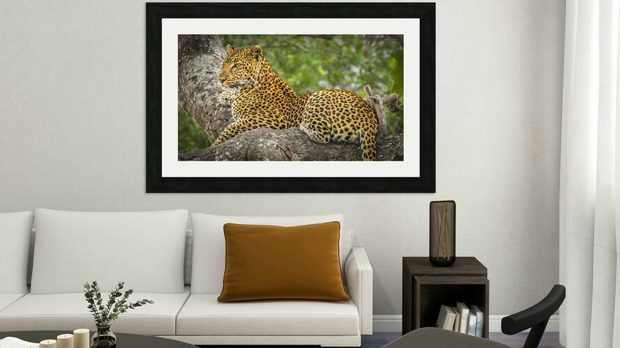 That Leopard Stare Reproduction