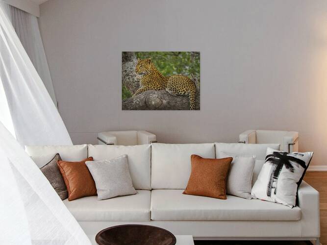 That Leopard Stare II Reproduction