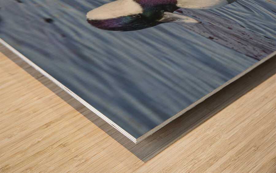 Bufflehead Wood print