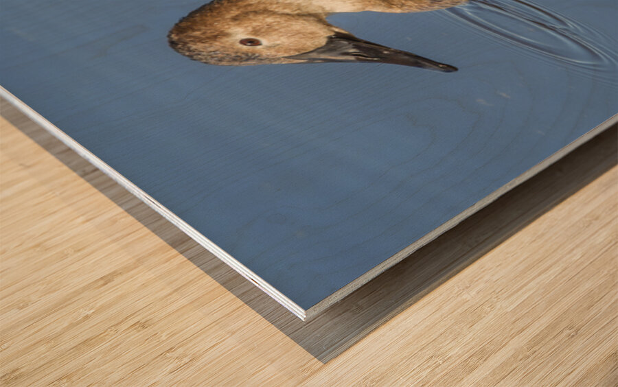 Canvasback Duck Wood print