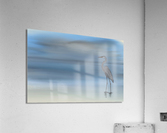 Blue Heron  Acrylic Print