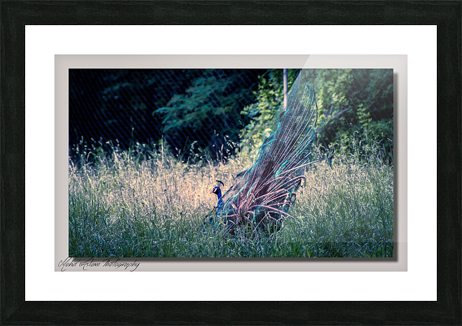 Peacock 0238 Picture Frame print