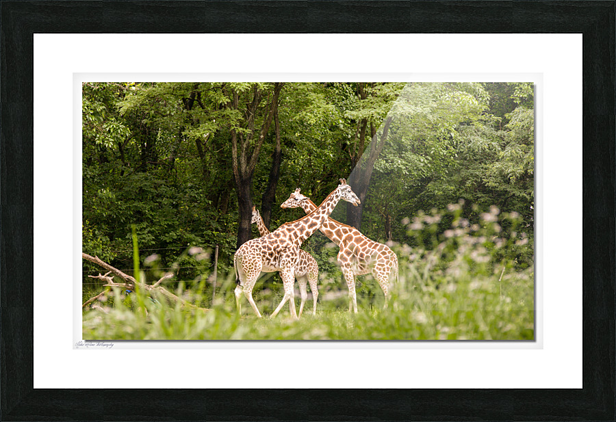 Giraffe 0638 Picture Frame print