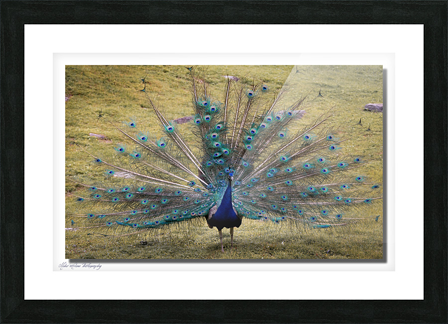 Peacock 0581 Picture Frame print