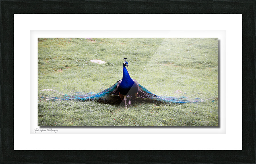 peacock 0596 Picture Frame print