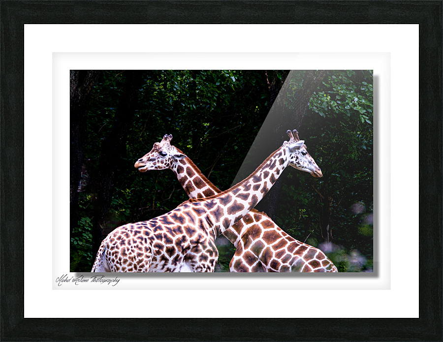Giraffe 0639 Picture Frame print