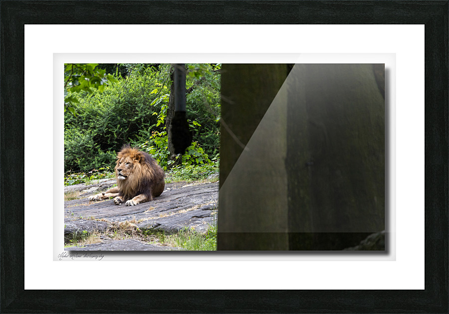 Lion 0225 Picture Frame print
