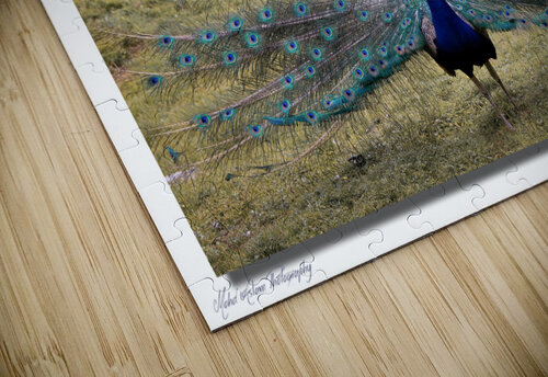 Peacock 0581 Mohd Aslam puzzle