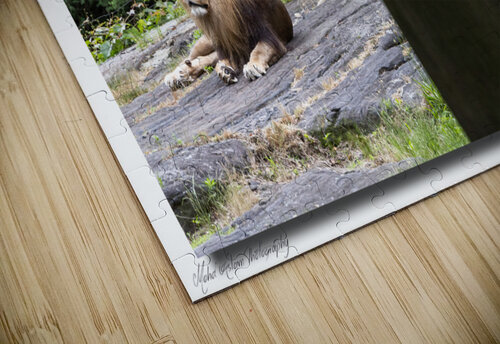 Lion 0225 Mohd Aslam puzzle