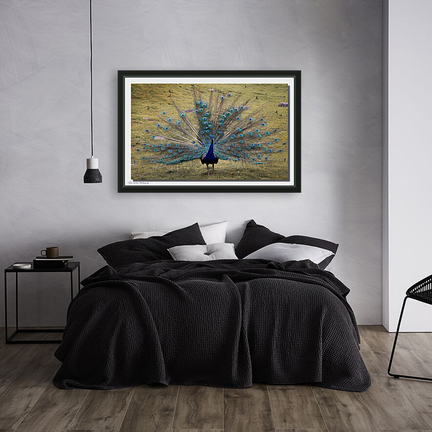 Peacock 0581 Reproduction