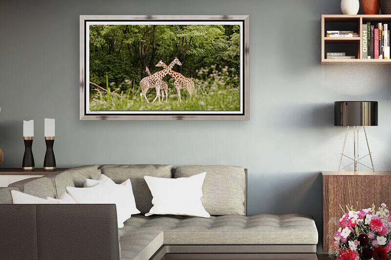 Giraffe 0638 Reproduction