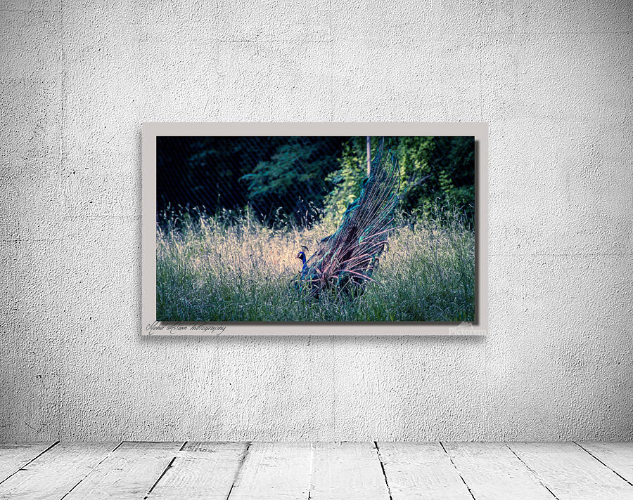 Peacock 0238 Wall Preview