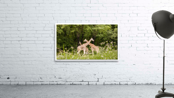 Giraffe 0638 Wall Preview