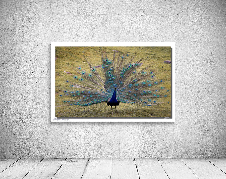 Peacock 0581 Wall Preview