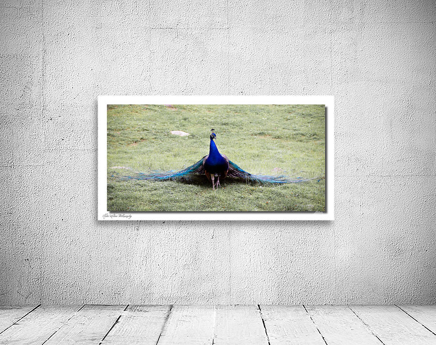 peacock 0596 Wall Preview