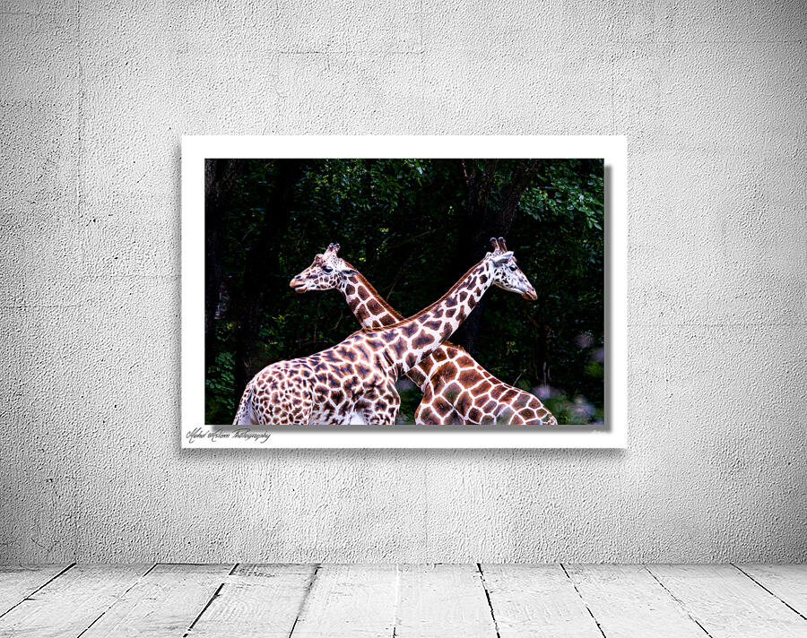 Giraffe 0639 Wall Preview