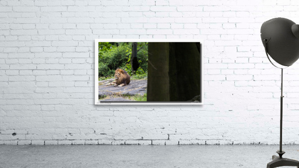 Lion 0225 Wall Preview