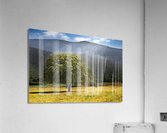 tree and sunshine Acrylic Print