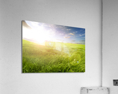 Sunset green fields Acrylic Print