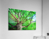 Tree in springtime. Acrylic Print