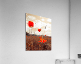 field roses Acrylic Print