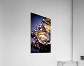 oysters Acrylic Print