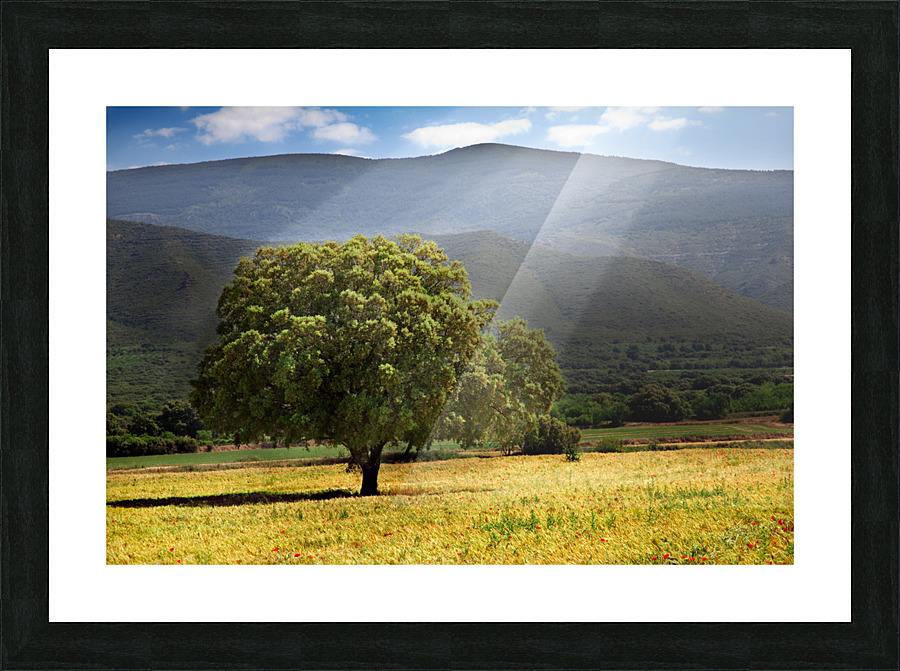 tree and sunshine Picture Frame print