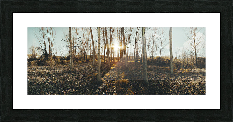 Sunset forest scenery. Picture Frame print