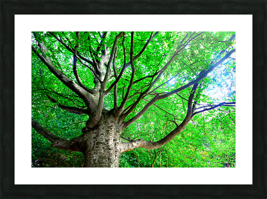 Tree in springtime. Picture Frame print
